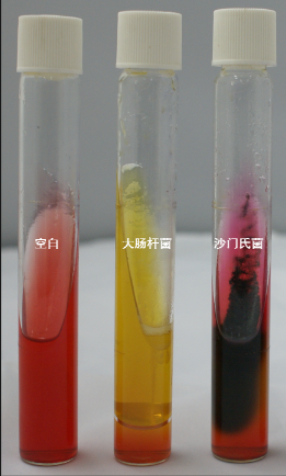 VRBA內(nèi)的紅色小菌落，有可能是沙門氏菌？